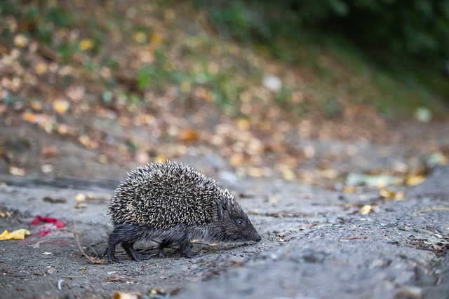领域的平等 领域的平等